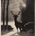 Stag in the Moonlight